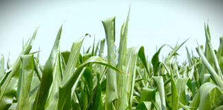 Setva kukuruza u optimalom roku, do kraja aprila