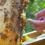 Jeftin uvoz i prevare ugrožavaju evropsko pčelarstvo