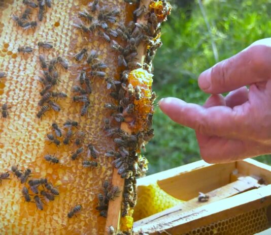 Jeftin uvoz i prevare ugrožavaju evropsko pčelarstvo