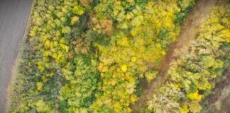 Sezona polena u Srbiji dostiže vrhunac, alergije sve jače zbog breze i hrasta