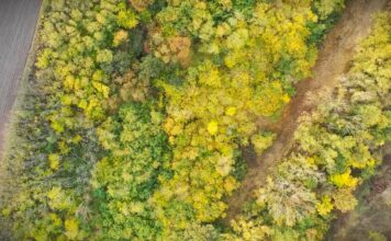 Sezona polena u Srbiji dostiže vrhunac, alergije sve jače zbog breze i hrasta