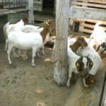 Stočari u beogradskom regionu: između odustajanja i nade