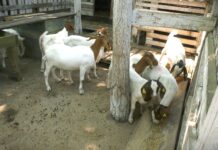 Stočari u beogradskom regionu: između odustajanja i nade