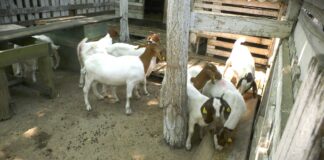 Stočari u beogradskom regionu: između odustajanja i nade