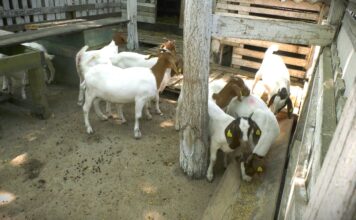 Stočari u beogradskom regionu: između odustajanja i nade