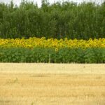 U Srbiji se, zbog prošlogodišnje suše, umesto kukuruza sve više seje suncokret