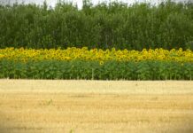 U Srbiji se, zbog prošlogodišnje suše, umesto kukuruza sve više seje suncokret