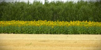 U Srbiji se, zbog prošlogodišnje suše, umesto kukuruza sve više seje suncokret