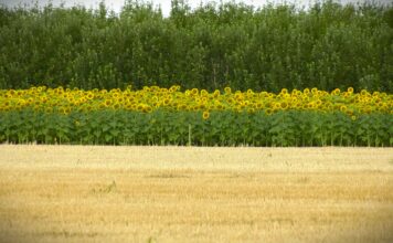 U Srbiji se, zbog prošlogodišnje suše, umesto kukuruza sve više seje suncokret