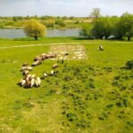 Trave na pašnjacima i opasnosti od njih