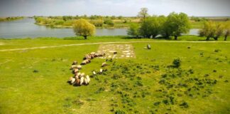 Trave na pašnjacima i opasnosti od njih