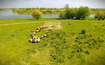 Trave na pašnjacima i opasnosti od njih