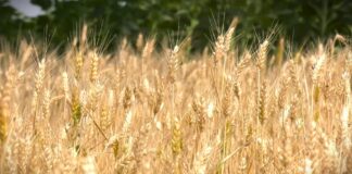 Zarada od pšenice: Imaju li ratari razloga za radost?