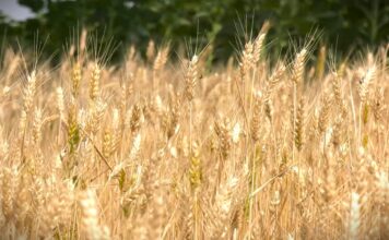 Zarada od pšenice: Imaju li ratari razloga za radost?