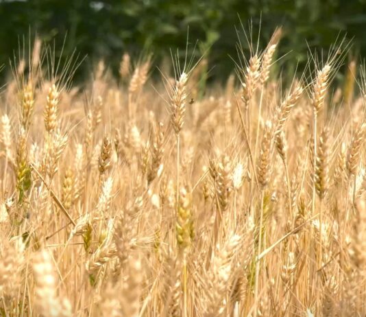 Zarada od pšenice: Imaju li ratari razloga za radost?