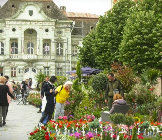 Cvetna pijaca u Zrenjaninu – Opojni mirisi i šarenilo cveća na Trgu slobode