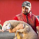Započet izvoz jagnjadi u Alžir, novo tržište za domaće stočare