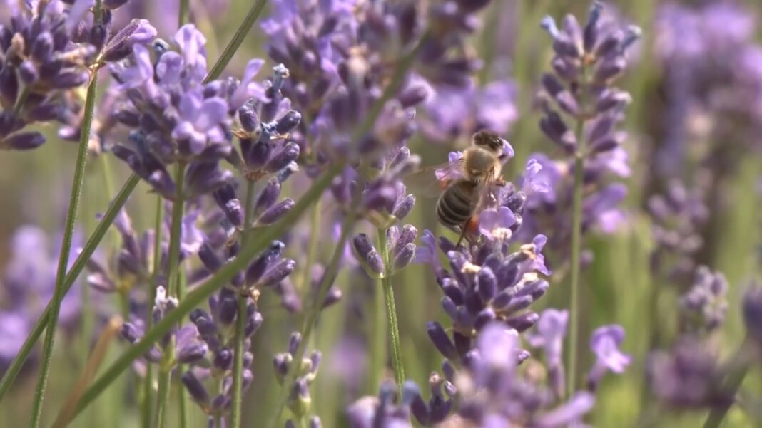LAVANDA 5