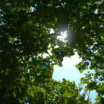 WWF: Srbija 16. maja ulazi u ekološki dug