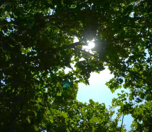 WWF: Srbija 16. maja ulazi u ekološki dug