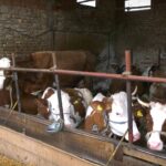 Agroprofit traži reformu stočarstva i veću zaštitu domaćih proizvođača