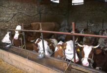 Agroprofit traži reformu stočarstva i veću zaštitu domaćih proizvođača