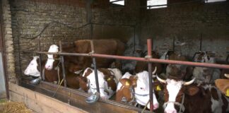 Agroprofit traži reformu stočarstva i veću zaštitu domaćih proizvođača