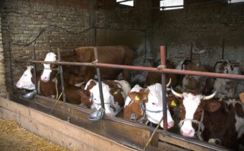 Agroprofit traži reformu stočarstva i veću zaštitu domaćih proizvođača