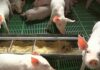 Srbija gubi svinjarstvo – Farmama preti gašenje, tržište preplavljeno uvozom