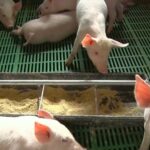 Srbija gubi svinjarstvo – Farmama preti gašenje, tržište preplavljeno uvozom