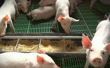 Srbija gubi svinjarstvo – Farmama preti gašenje, tržište preplavljeno uvozom