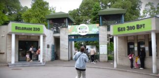 Mladunčad kamile, alpaka i antilope novi stanovnici Beo zoo-vrta