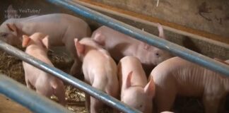 Niska cena prasadi gasi svinjarstvo
