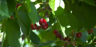 Trešnja – zelena rezidba, đubrenje posle berbe
