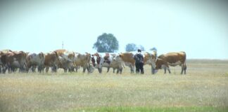 Apel stočarima da na vreme obezbede vodu za napajanje životinja