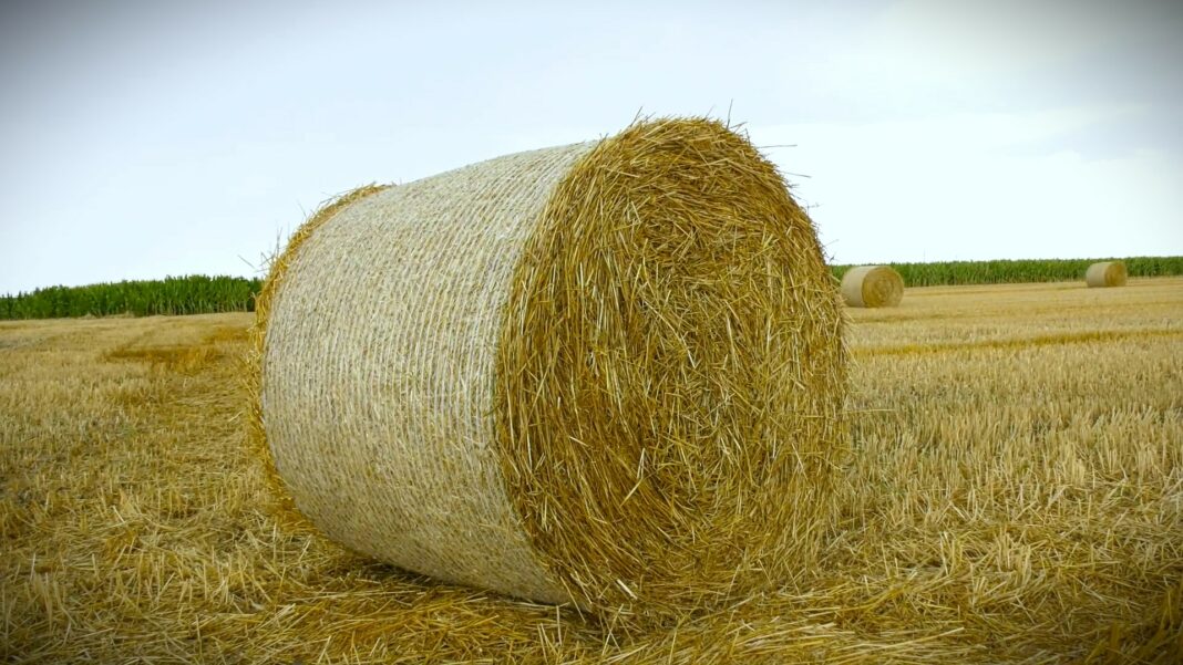 bande kradu bale
