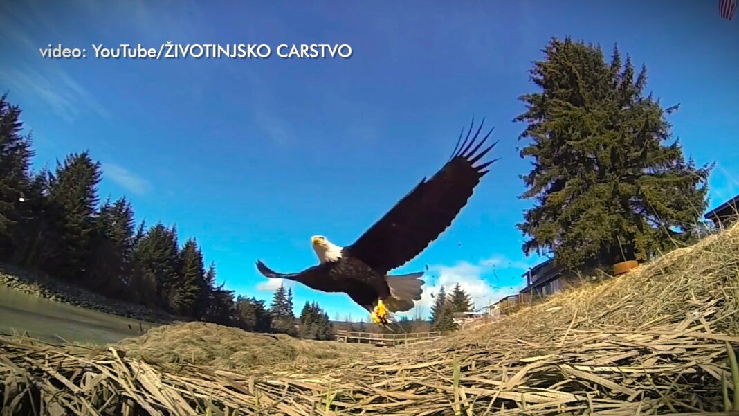 drustvo za zastitu ptica