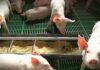 Afrička kuga svinja zahvata nove okruge, proizvođači optužuju državu