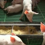 Afrička kuga svinja zahvata nove okruge, proizvođači optužuju državu