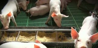 Afrička kuga svinja zahvata nove okruge, proizvođači optužuju državu