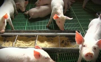 Afrička kuga svinja zahvata nove okruge, proizvođači optužuju državu