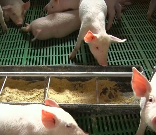 Afrička kuga svinja zahvata nove okruge, proizvođači optužuju državu