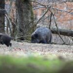 Nove instrukcije za sprečavanje širenja afričke kuge svinja