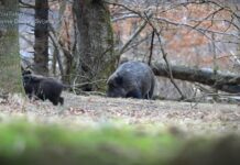 Nove instrukcije za sprečavanje širenja afričke kuge svinja