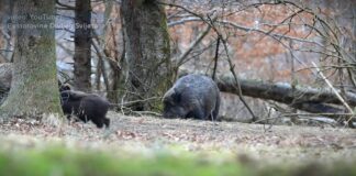 Nove instrukcije za sprečavanje širenja afričke kuge svinja