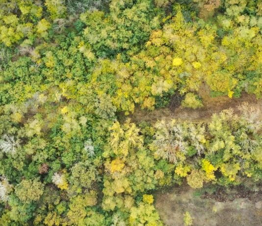Spremite se za lov od avgusta: Na nišanu jelen i prepelica