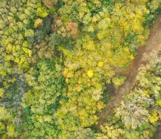 Srbijašume: Opez pri boravku u prirodi kako bi se sprečili šumski požari pri visokim temperaturama