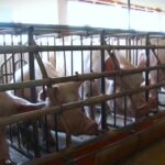 Situacija u vezi sa afričkom kugom svinja izuzetno ozbiljna, biće eutanazirano 11.000 grla
