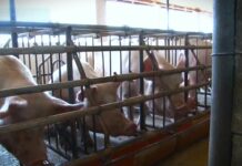 Situacija u vezi sa afričkom kugom svinja izuzetno ozbiljna, biće eutanazirano 11.000 grla