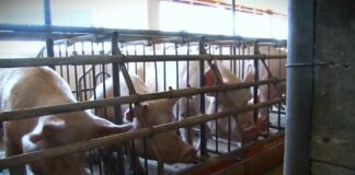 Situacija u vezi sa afričkom kugom svinja izuzetno ozbiljna, biće eutanazirano 11.000 grla